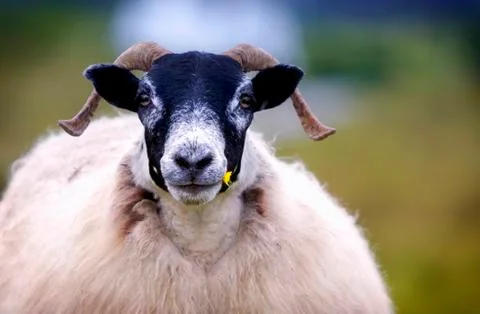 Scottish sheep staring. Foto stock