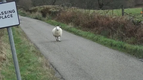 A Scottish sheep walked off the willow on the Single Track Road Video stock 89556648