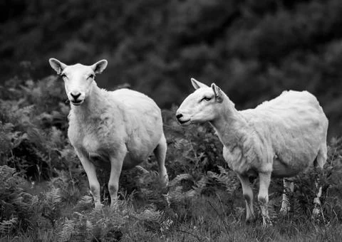 Scottish sheeps scenery - Black and white Stock Photos