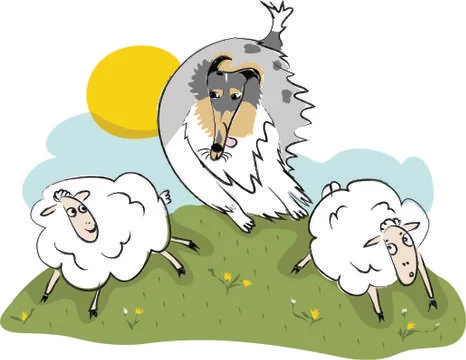 Scottish shepherd dog chasing sheep Stock Illustration
