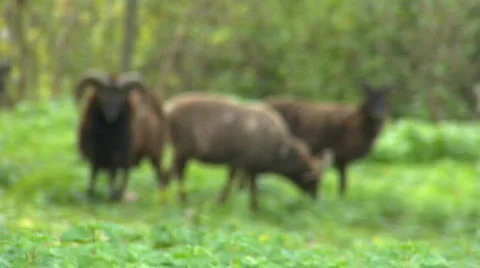 Scottish Soay sheep and Ram Video stock 91502