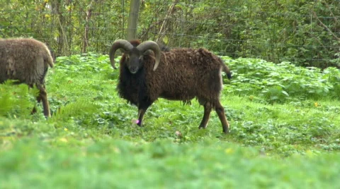 Scottish Soay sheep and Ram 02 Stock-Footage 91503