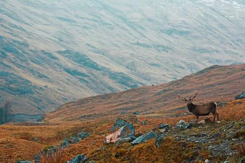 Scottish stag in the highlands Stock Photos