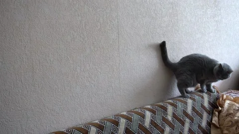 Scottish straight breed cat is playing. Stock Footage 86434986