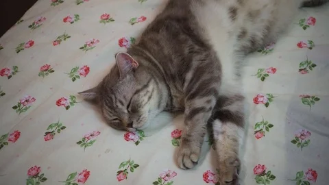 Scottish straight cat on bed. Getting sleep. Close up Stock Footage 94257102