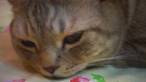 Scottish straight cat on bed. Getting sleep. Close up Stock-Footage 94257209