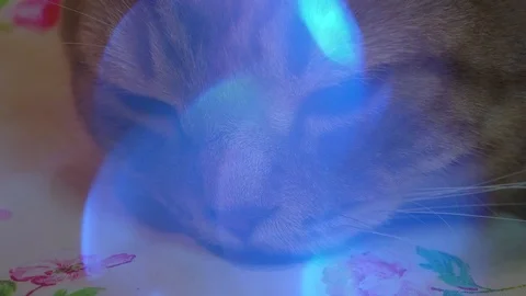 Scottish straight cat on bed. Getting sleep. Close up Stock Footage 94257479