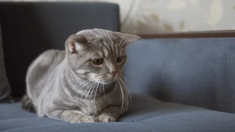 Scottish straight cat chasing and concentrated on cat toy action camera Stock Footage 108720295