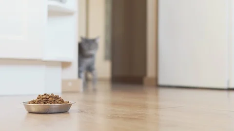 Scottish straight cat comes to his silver bowl and eating dry food Video stock 108736341
