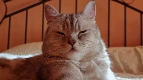 Scottish straight cat falling asleep on a bed. Stock Footage 225894943