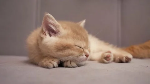 Scottish Straight cat kitten sleeping, close up. Scottish kitten resting Stock Footage 146485382