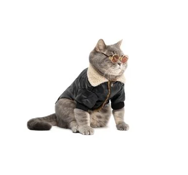 Scottish straight cat in a leather jacket and sunglasses isolated on white  Stock Photos