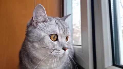 Scottish straight cat looking into window. Stock Footage 229269611