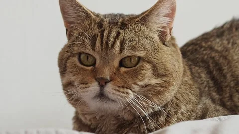 Scottish straight cat is lying on sofa looking big Stock Footage 281573605