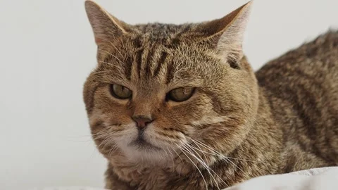 Scottish straight cat is lying on sofa looking big Stock Footage 282976442