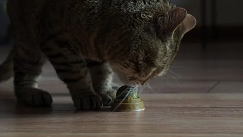 Scottish straight cat is playing with catnip ball on the laminate floor Stock Footage 282976201