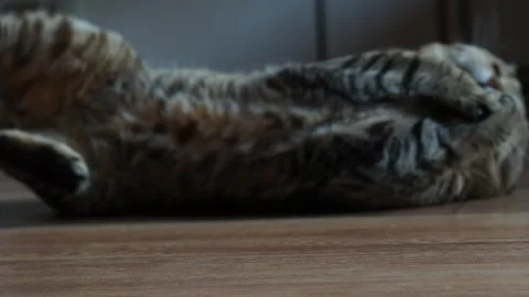 Scottish straight cat is playing with catnip ball on the laminate floor Stock Footage 282976241