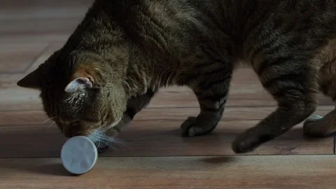 Scottish straight cat is playing with catnip ball on the laminate floor Stock Footage 285406199