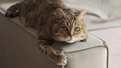 Scottish straight cat is resting on the grey armrest looking around Stock Footage 282976343