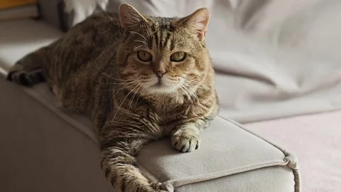 Scottish straight cat is resting on the grey armrest looking around Stock Footage 285406227