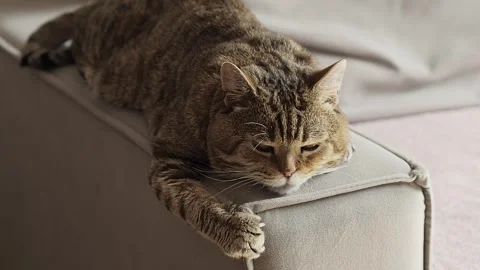 Scottish straight cat is resting on the grey armrest looking around Stock Footage 285406249