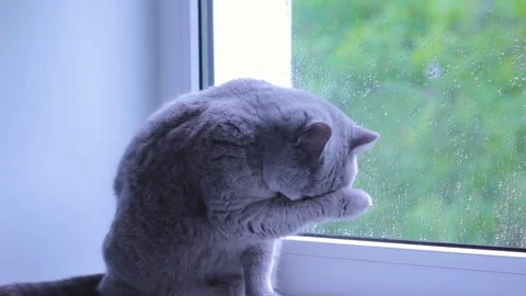 Scottish straight cat sits on a windowsill and washes herself. Cloudy rainy Video stock 80351421