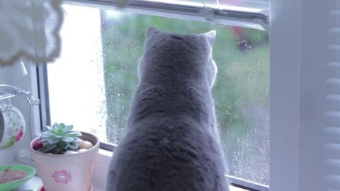 Scottish straight cat sits on a windowsill. Cloudy rainy weather. In the home Video stock 80351599