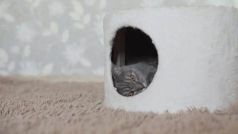 Scottish straight cat sleeping and relaxing in his sweet cat's house Stock Footage 108719733