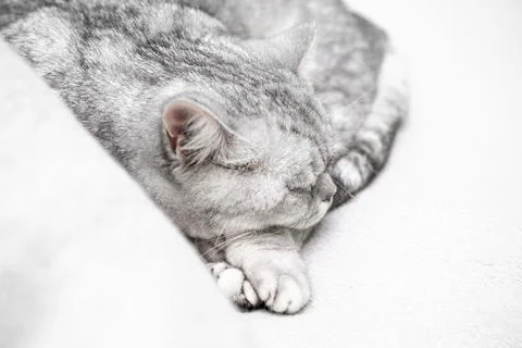 Scottish straight cat is sleeping. Close-up of the muzzle of a sleeping cat with Stock Photos
