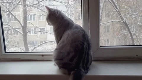 Scottish straight cat on a window sill. Stock Footage 222748407