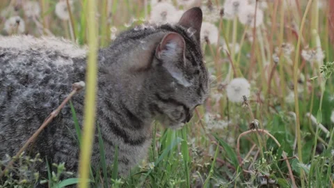 Scottish straight-eared cat in down from dandelion flowers, eating green grass Stock Footage 242589856