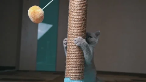 Scottish Straight-eared Gray Kitten Plays and Jumps with a Scratching Post Stock Footage 179927088
