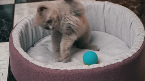 Scottish Straight-eared Gray Kitten Plays with a Ball in His Bed Stock Footage 180423312