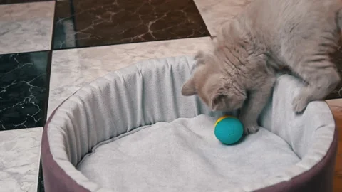 Scottish Straight-eared Gray Kitten Plays with a Ball in His Bed Vídeo Stock 180446358