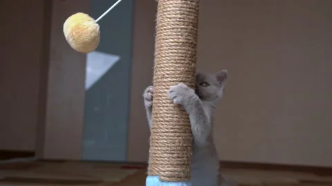 Scottish Straight-eared Gray Kitten Plays and Jumps with a Scratching Post Stock Footage 180591157