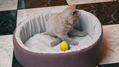 Scottish Straight-eared Gray Kitten Plays with a Ball in His Bed Stock Footage 181010222
