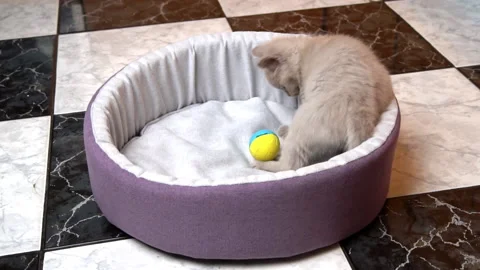 Scottish Straight-eared Gray Kitten Plays with a Ball in His Bed Video stock 181013169