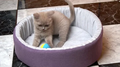 Scottish Straight-eared Gray Kitten Plays with a Ball in His Bed Stock Footage 181557715