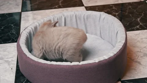 Scottish Straight-eared Gray Kitten Plays with a Ball in His Bed Stock Footage 181558758