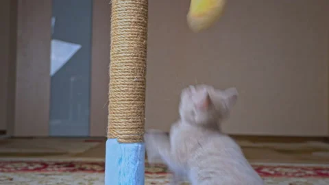 Scottish Straight-eared Gray Kitten Plays and Jumps with a Scratching Post Stock Footage 181592771