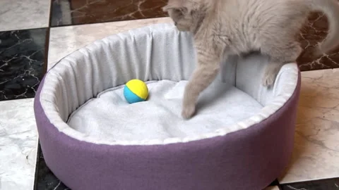 Scottish Straight-eared Gray Kitten Plays with a Ball in His Bed Stock Footage 181599610