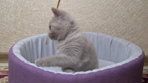 Scottish Straight-eared Gray Kitten Plays with a Ribbon in His Bed Stock Footage 181876407