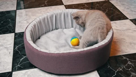 Scottish Straight-eared Gray Kitten Plays with a Ball in His Bed Stock Footage 182400436