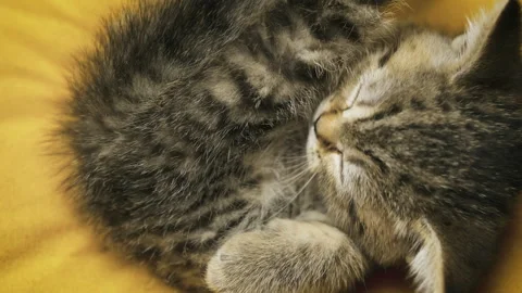 Scottish straight-eared kitten lying on its back on a yellow background Stock Footage 277537436