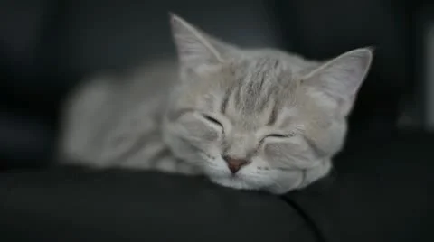 Scottish Straight Stock Footage 12663681