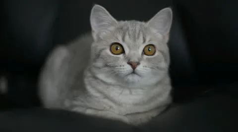 Scottish Straight Stock Footage 12663688