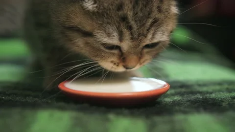 Scottish straight kitten, drinking milk from a bowl on a blanket. 動画素材 169337244