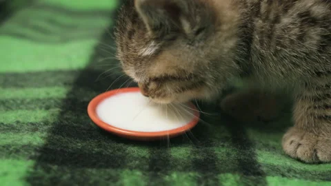 Scottish straight kitten, drinking milk from a bowl on a blanket. Stock Footage 169691616
