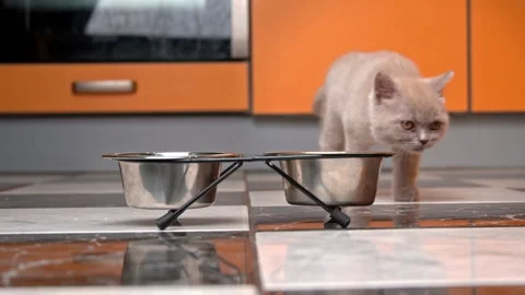 Scottish Straight Kitten Eats Food from a Bowl in a Large Flat in Slow Mo Stock Footage 182879853