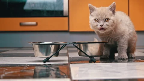 Scottish Straight Kitten Eats Food from a Bowl in a Large Flat in Slow Mo Stock Footage 182880239